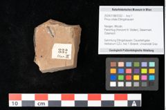 Foto (Objekt + Etikett) von Pinus ciliata Ettingshausen (NHMW-GEO-2024-0188-0332)